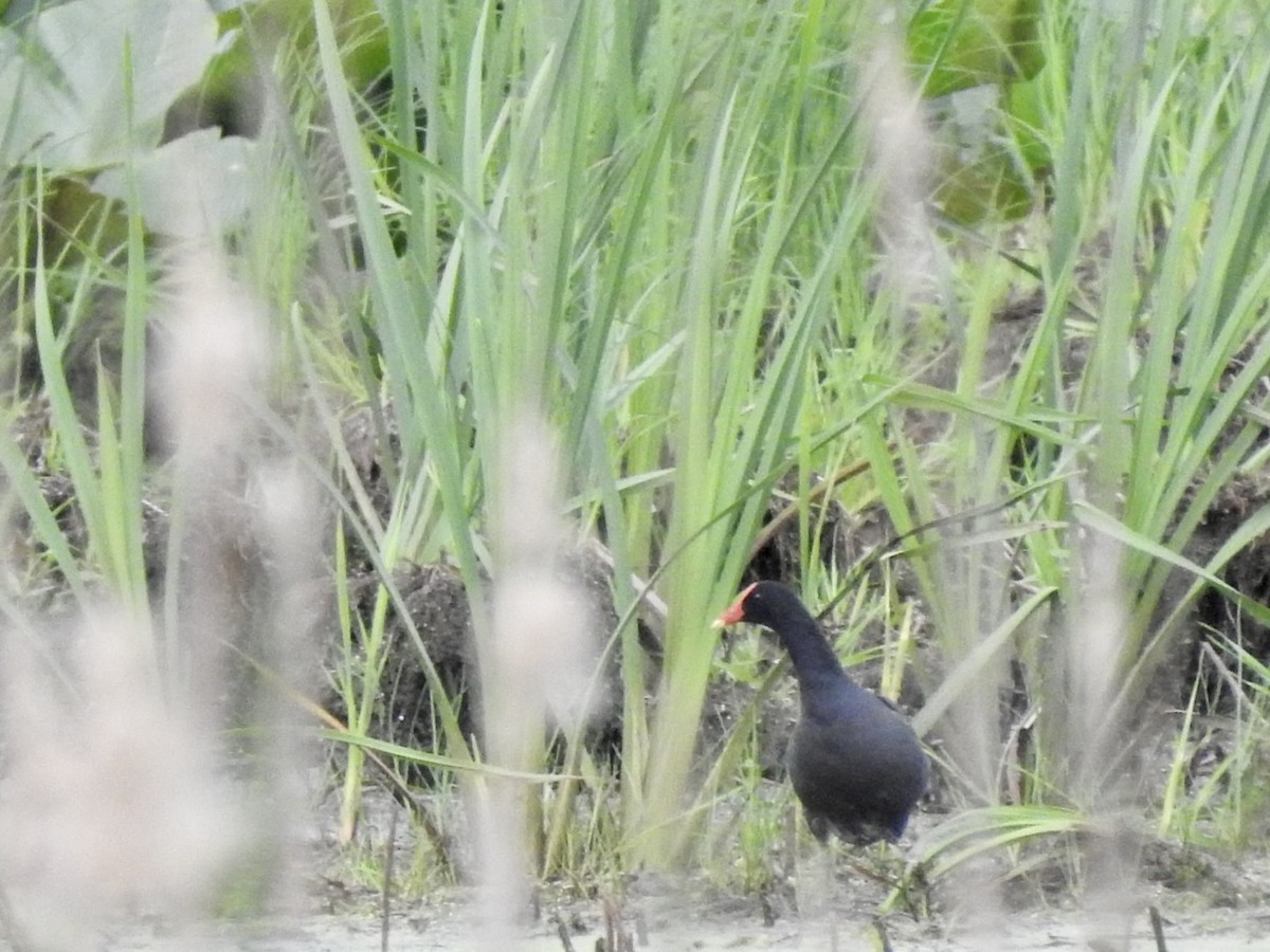 Common Gallinule - Betsy MacMillan