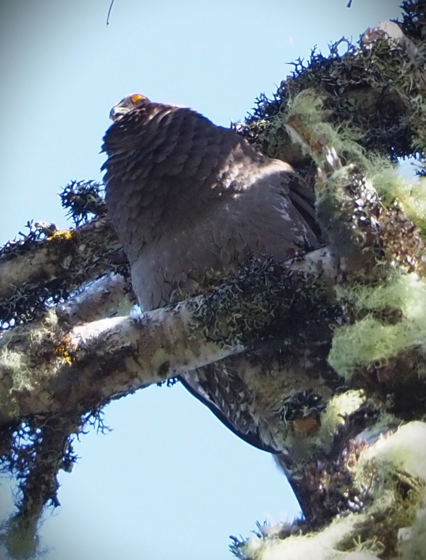 Sooty Grouse - ML619707152