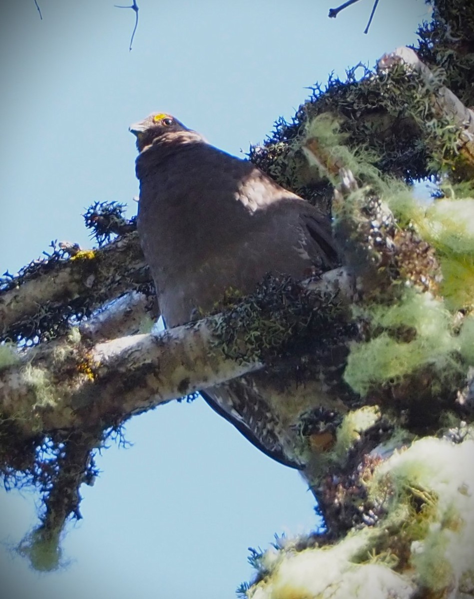 Sooty Grouse - ML619707153