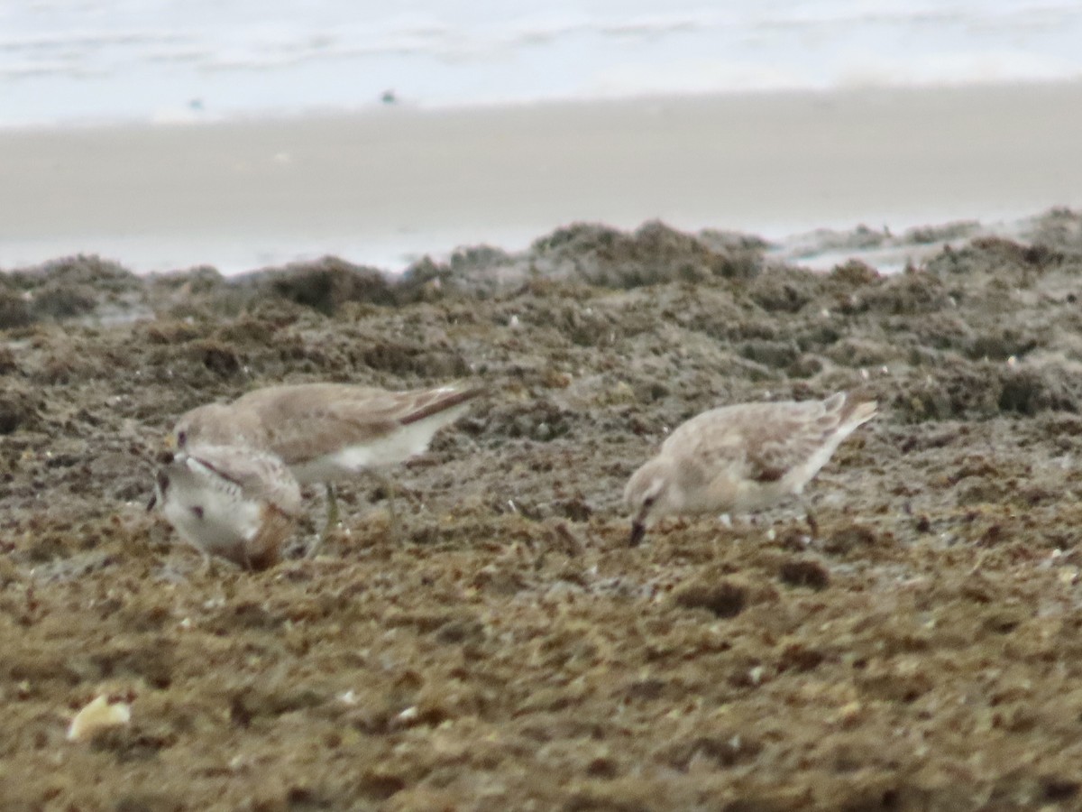 Red Knot - ML619707165