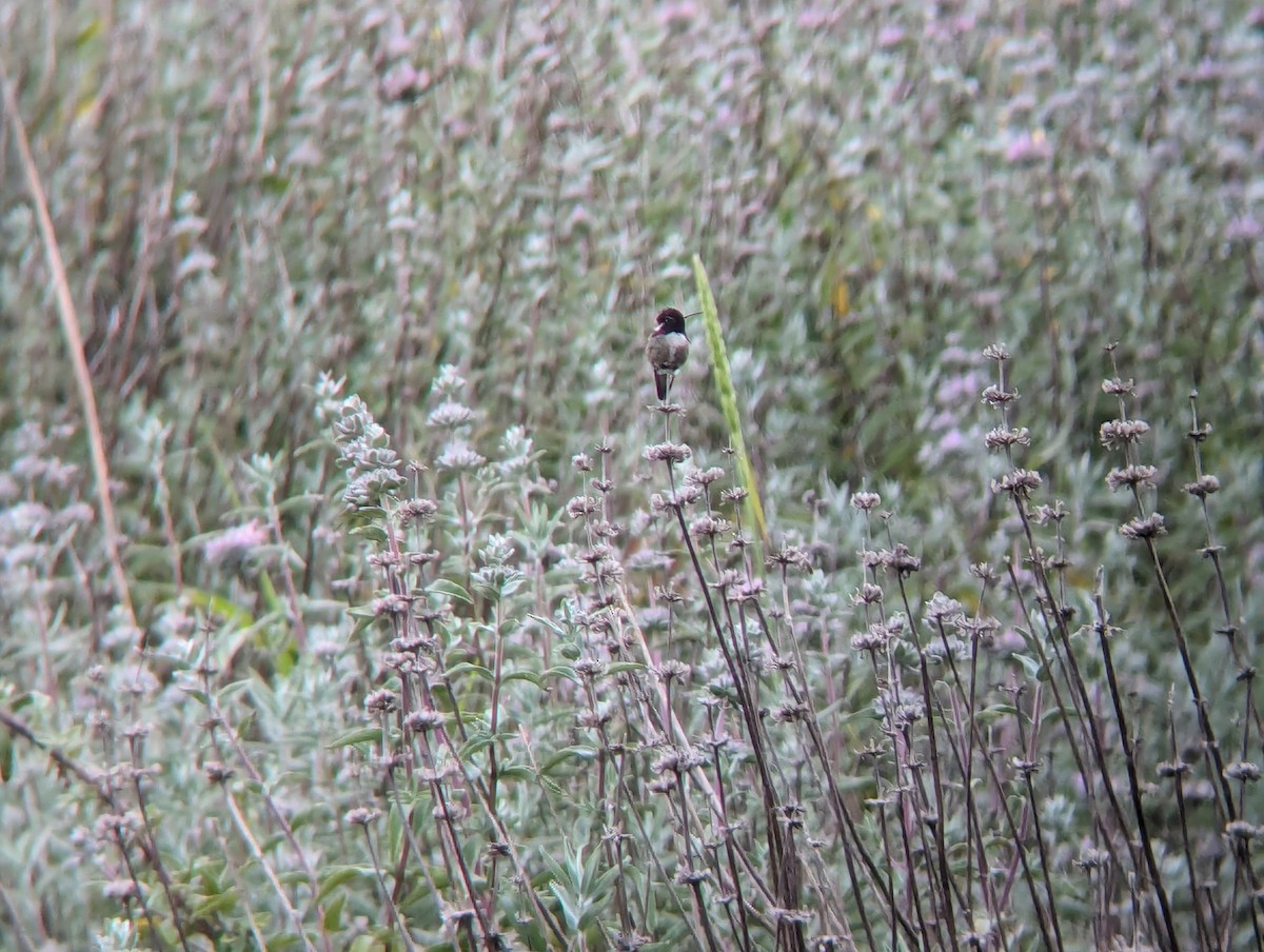 Costa's Hummingbird - ML619707195