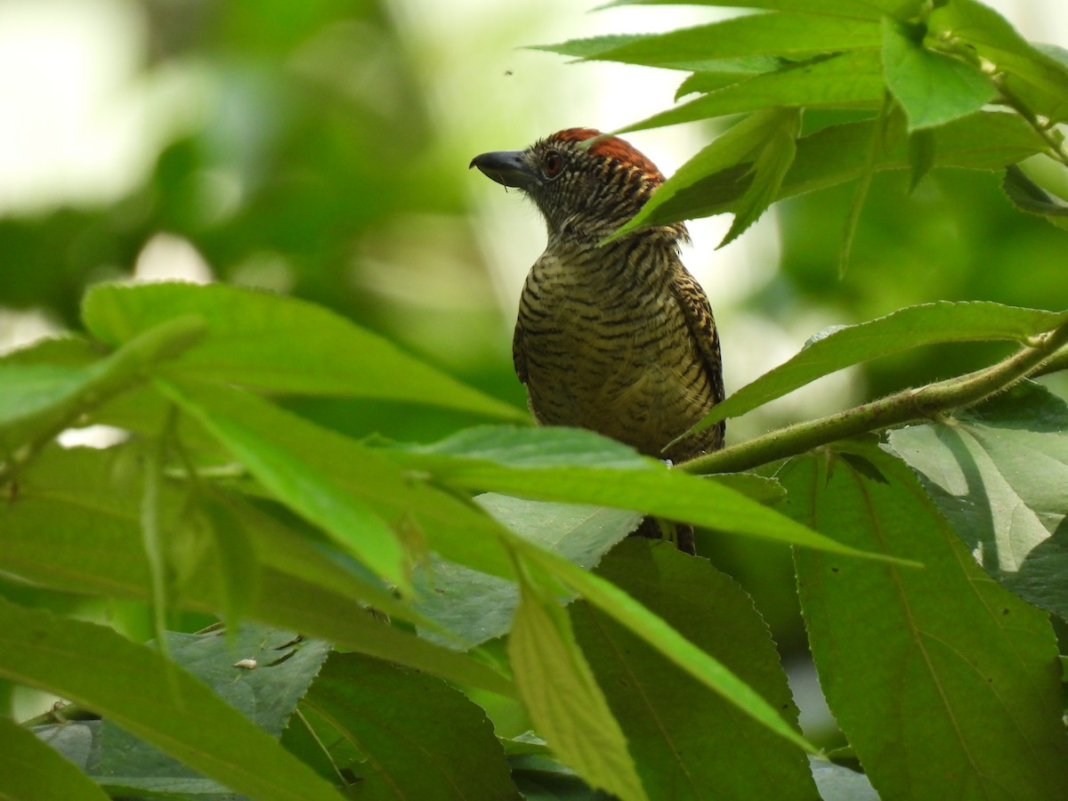 Fasciated Antshrike - ML619707214