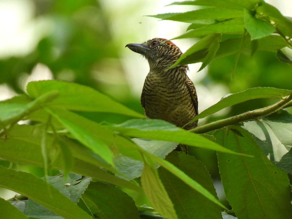 Fasciated Antshrike - ML619707215