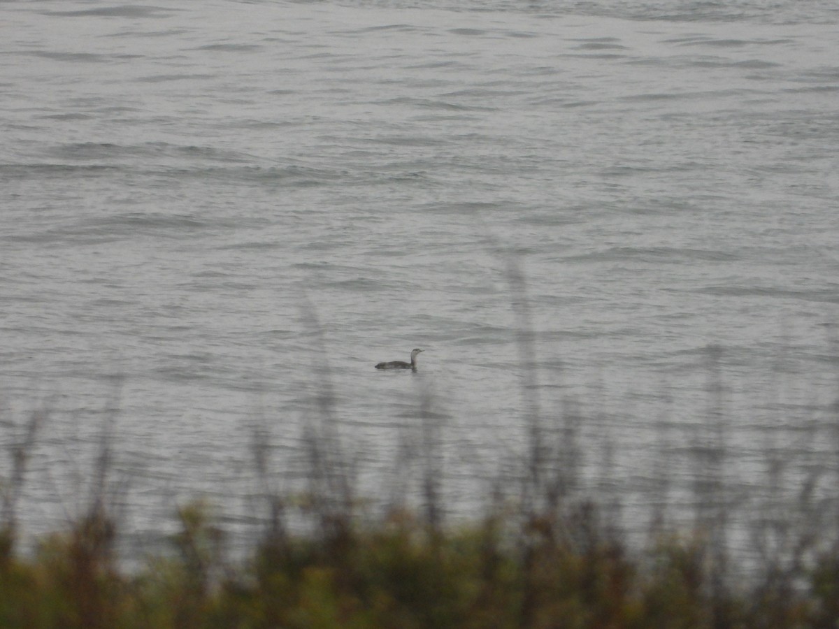 Red-throated Loon - ML619707219