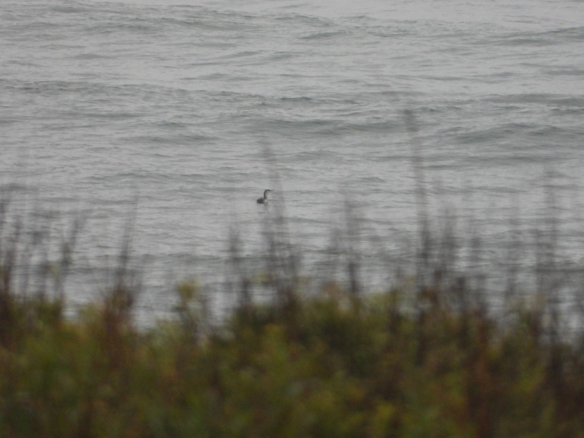 Red-throated Loon - ML619707230