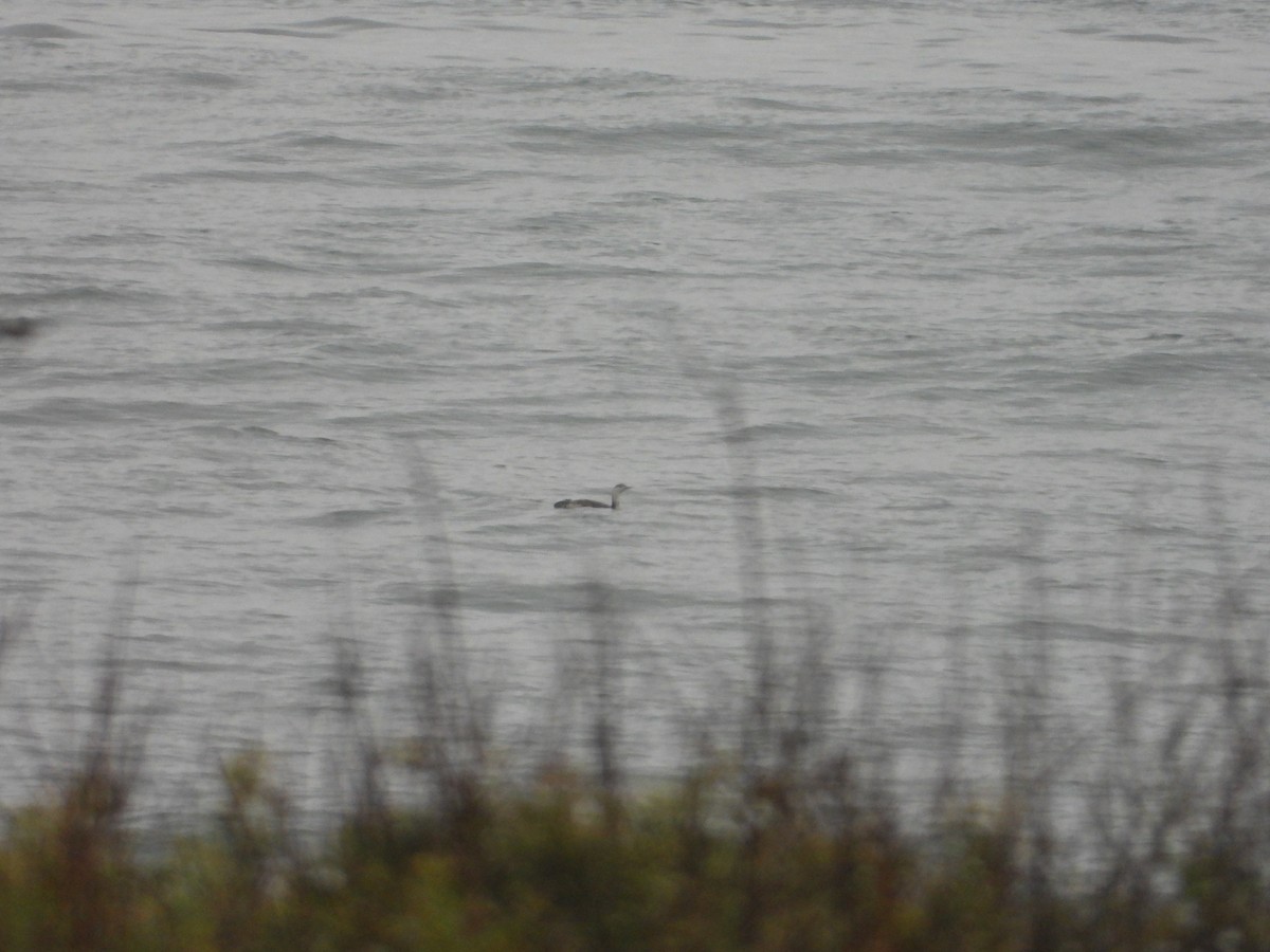 Red-throated Loon - ML619707246