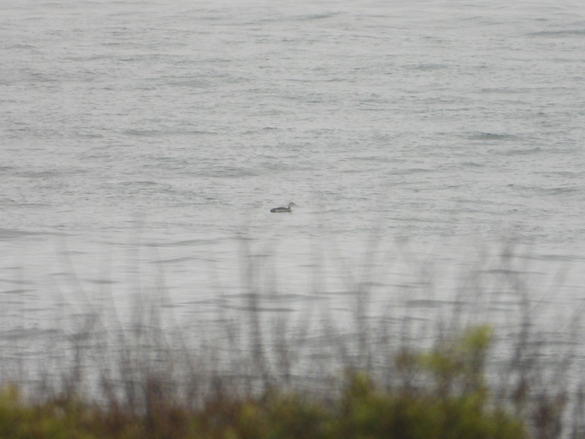 Red-throated Loon - Bill Holland