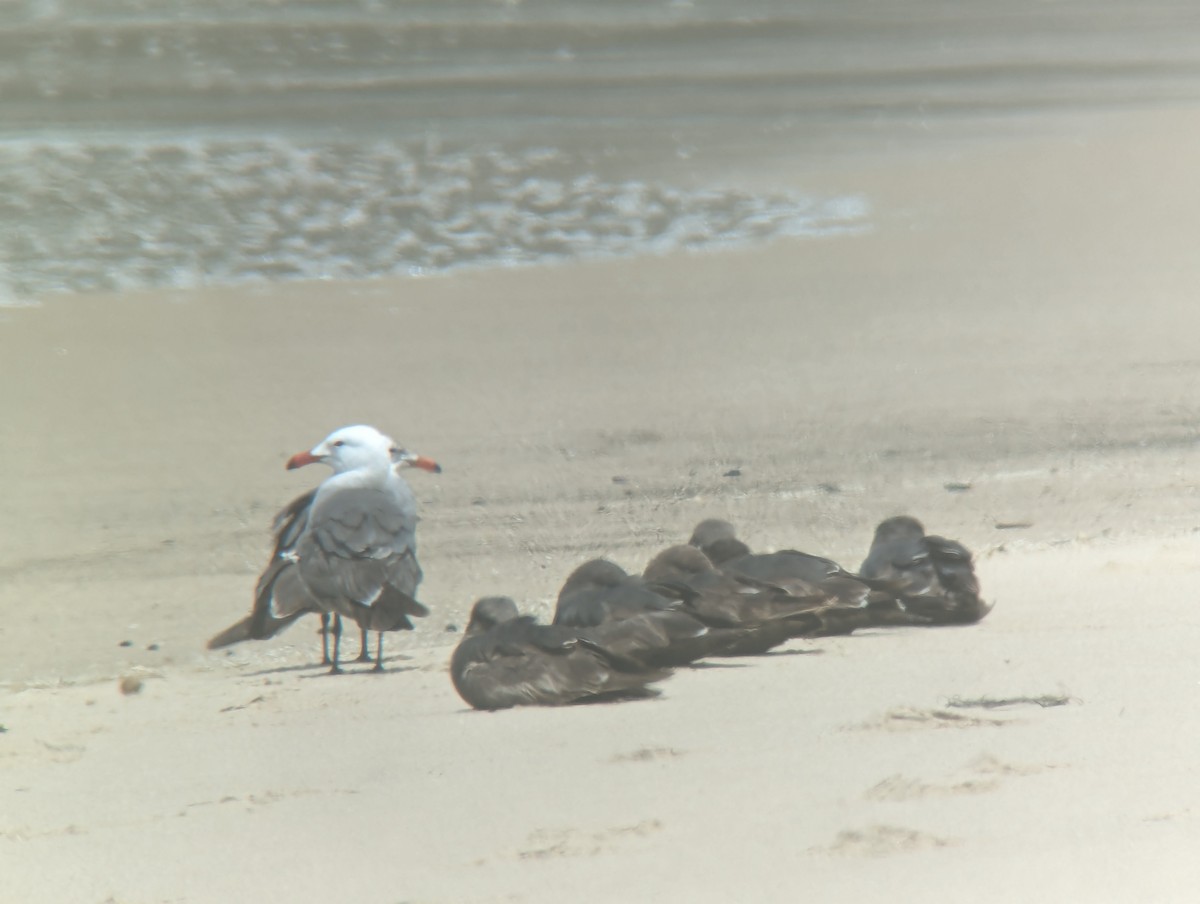 Gaviota Mexicana - ML619707255