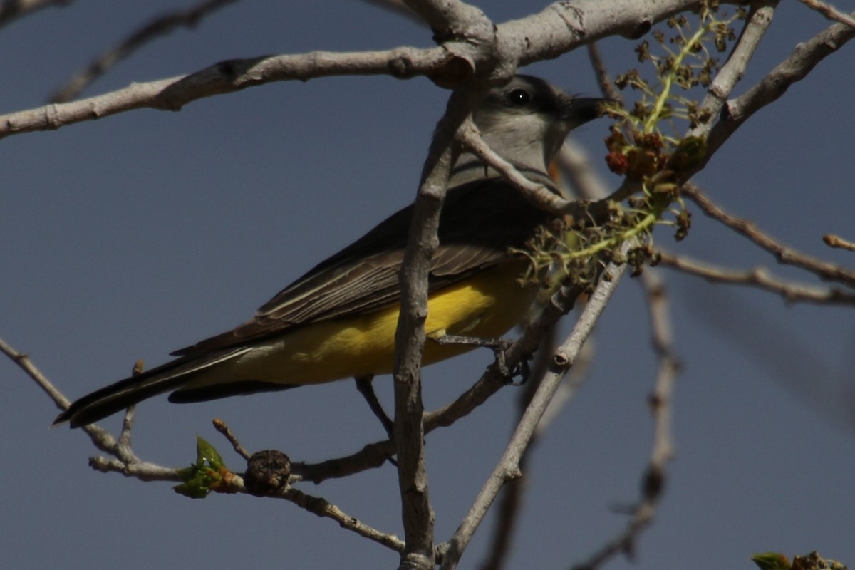 Western Kingbird - ML619707259