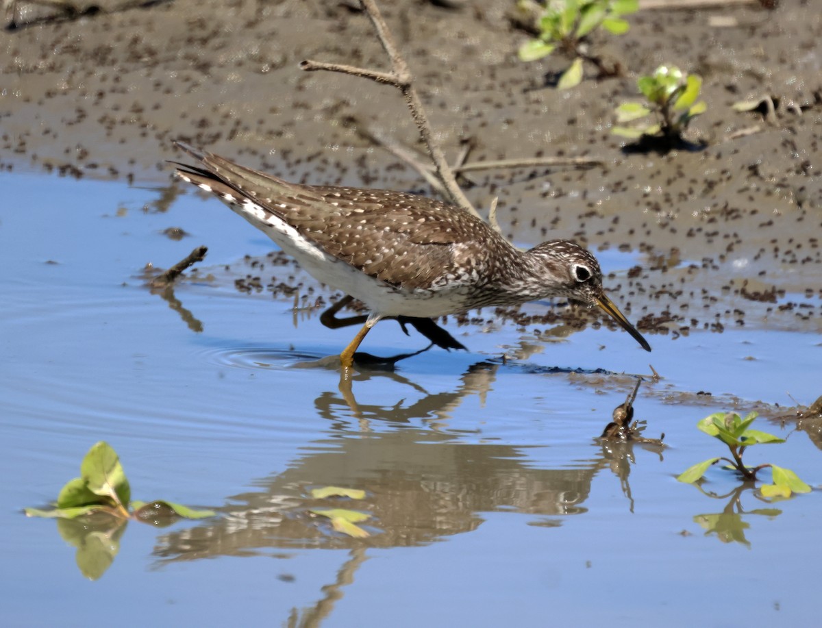 Solitary Sandpiper (solitaria) - ML619707261