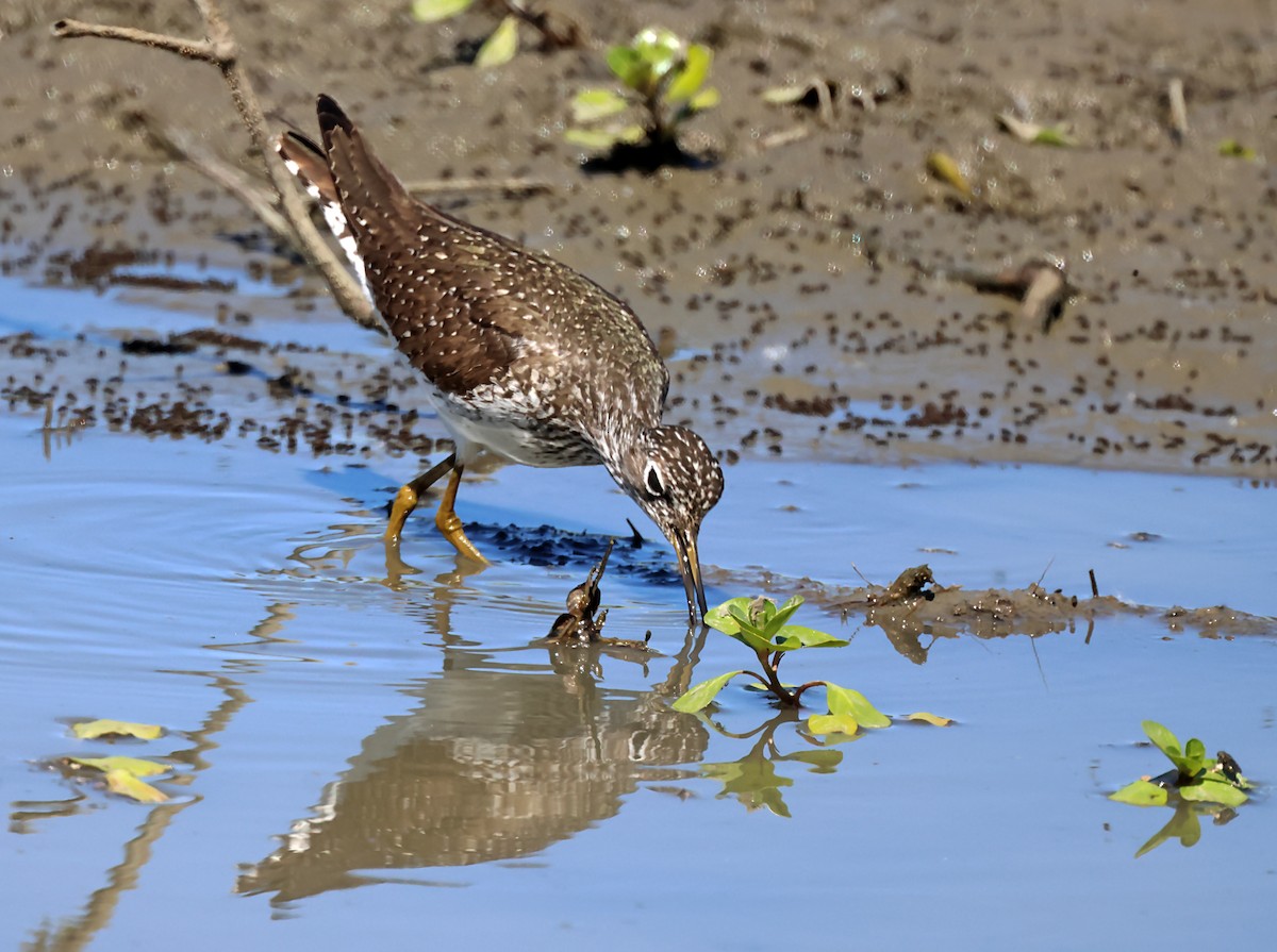 Solitary Sandpiper (solitaria) - ML619707268