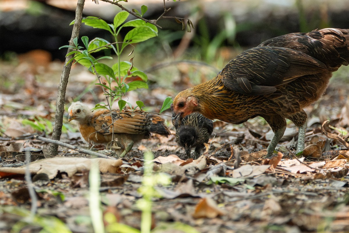 Red Junglefowl (Domestic type) - ML619707288