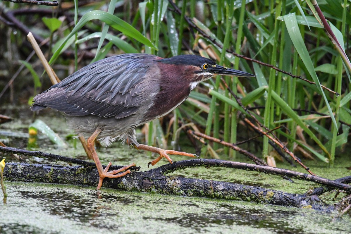 Green Heron - ML619707314