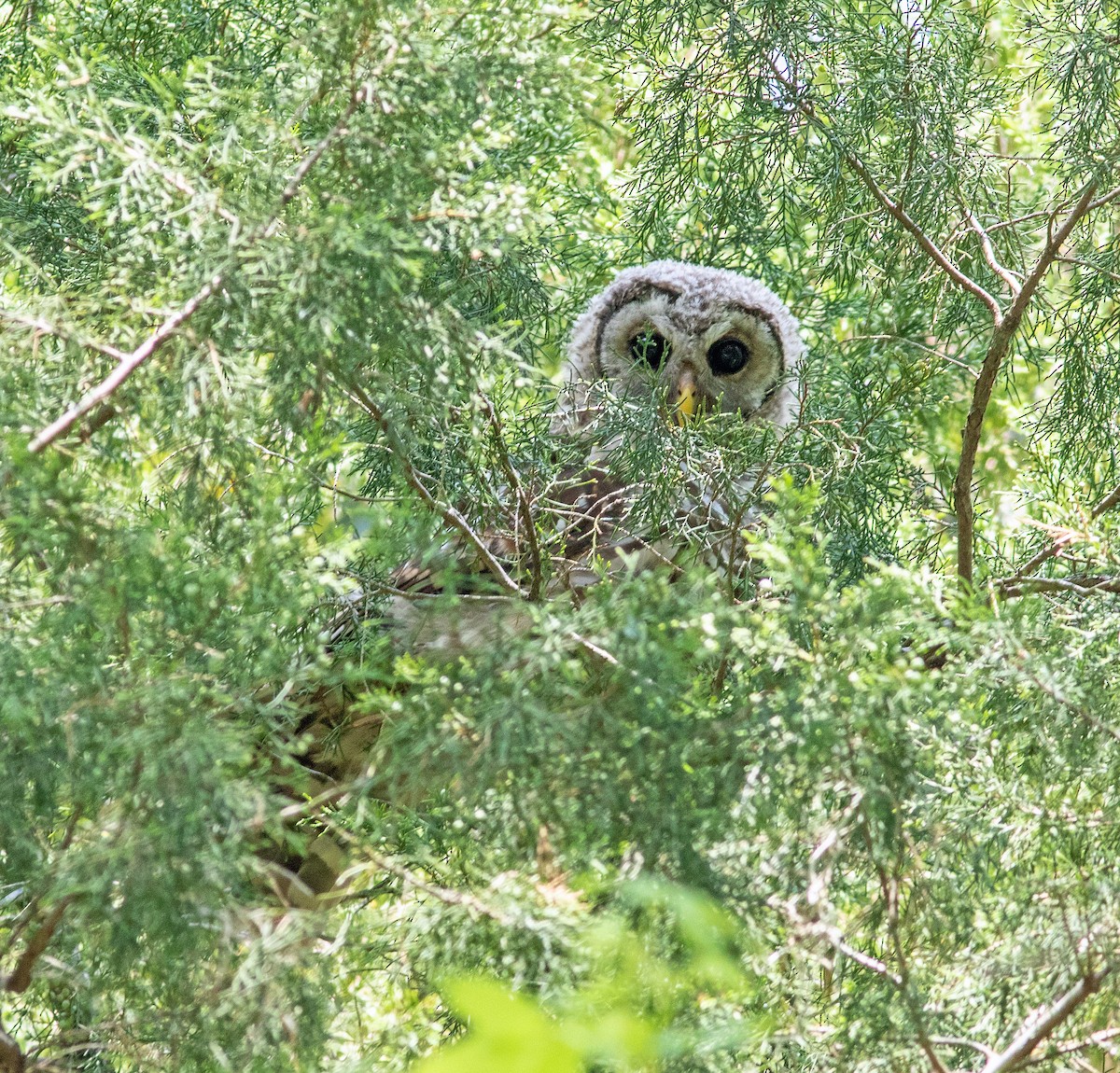 Barred Owl - ML619707334