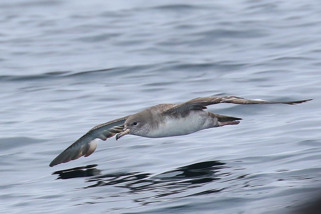Pink-footed Shearwater - ML619707366