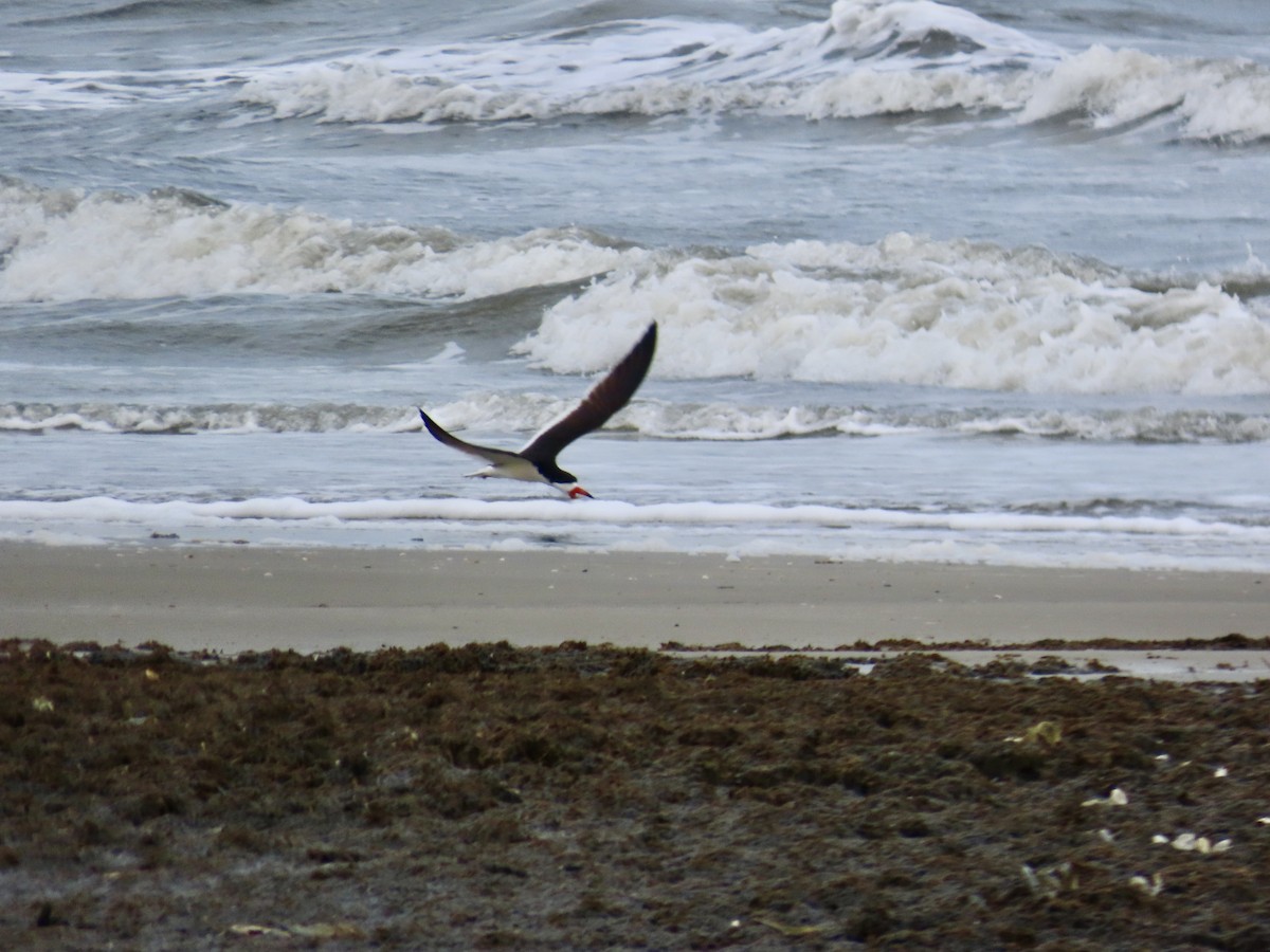 Black Skimmer - ML619707373