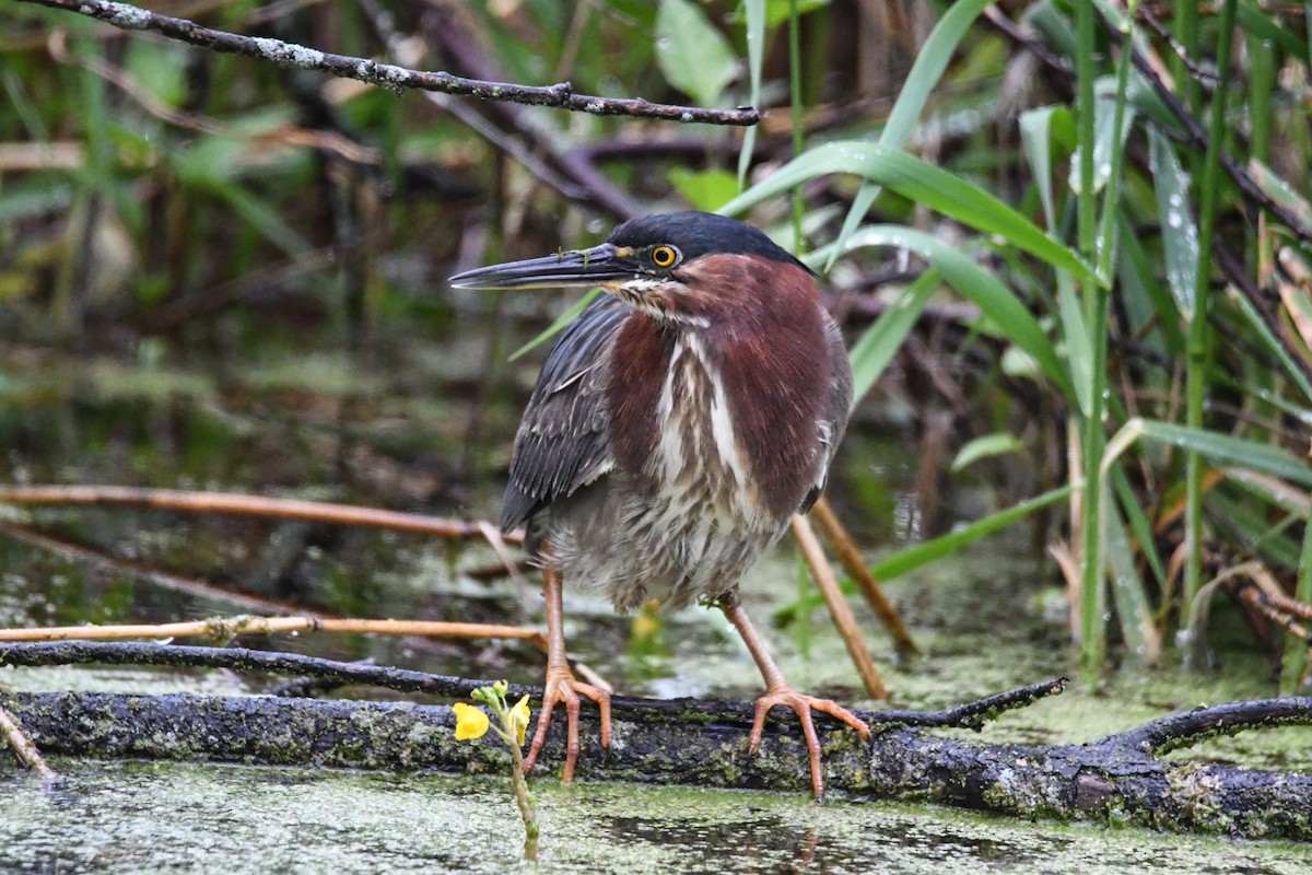 Green Heron - ML619707380