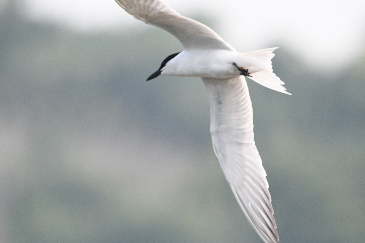 Gull-billed Tern - ML619707381