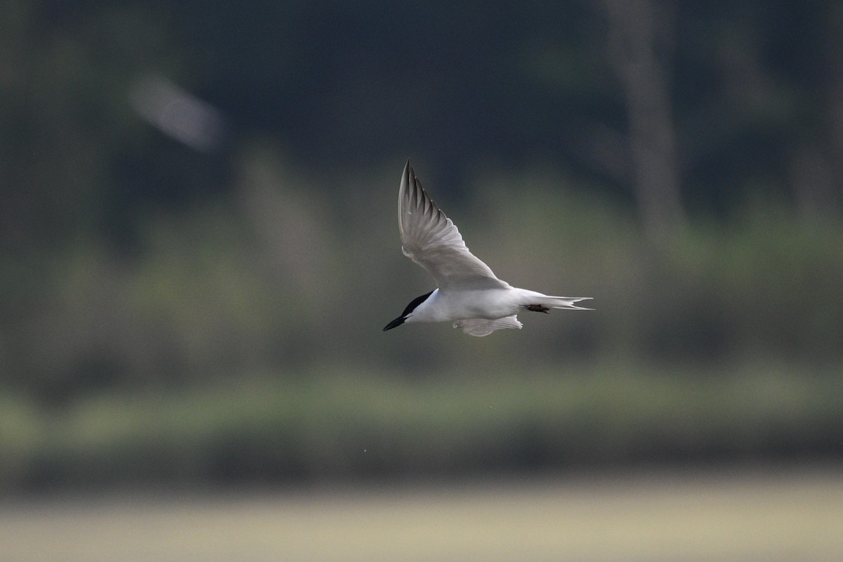 Gull-billed Tern - Doug Fishman