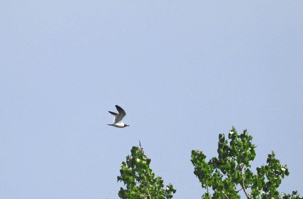 Laughing Gull - ML619707464