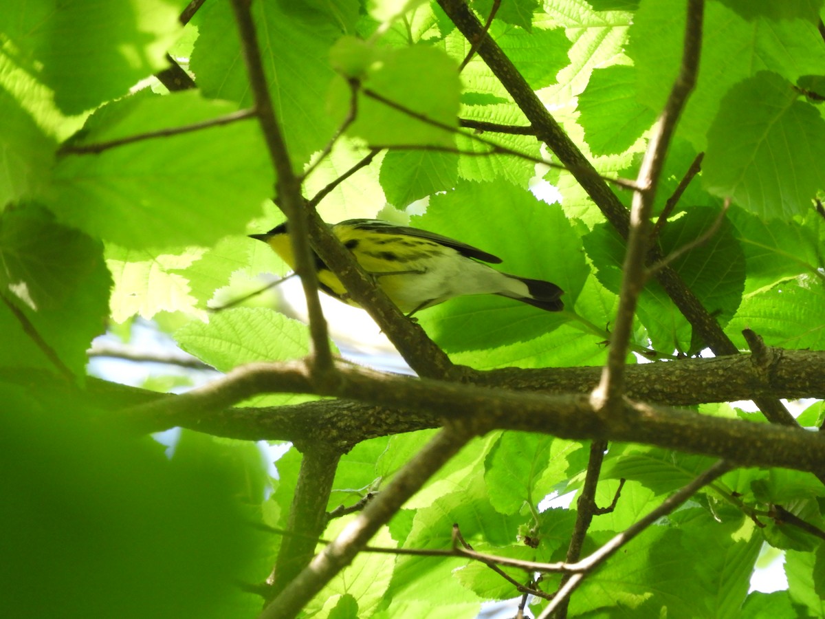 Magnolia Warbler - ML619707485