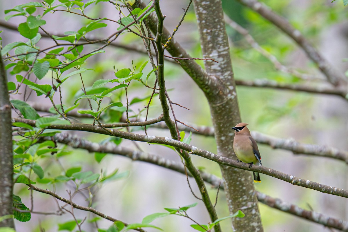 Cedar Waxwing - ML619707486