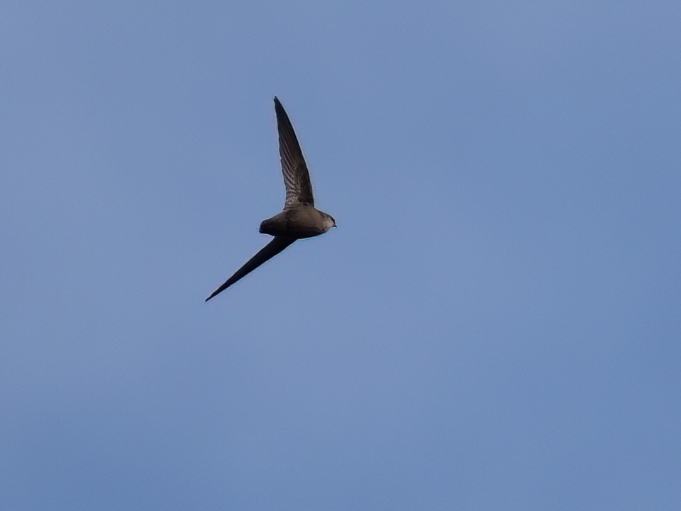 Chimney Swift - ML619707563