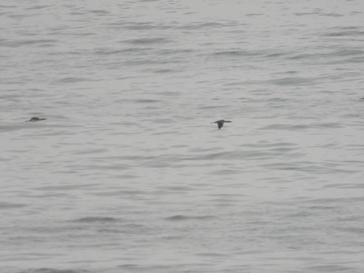 loon sp. - ML619707579