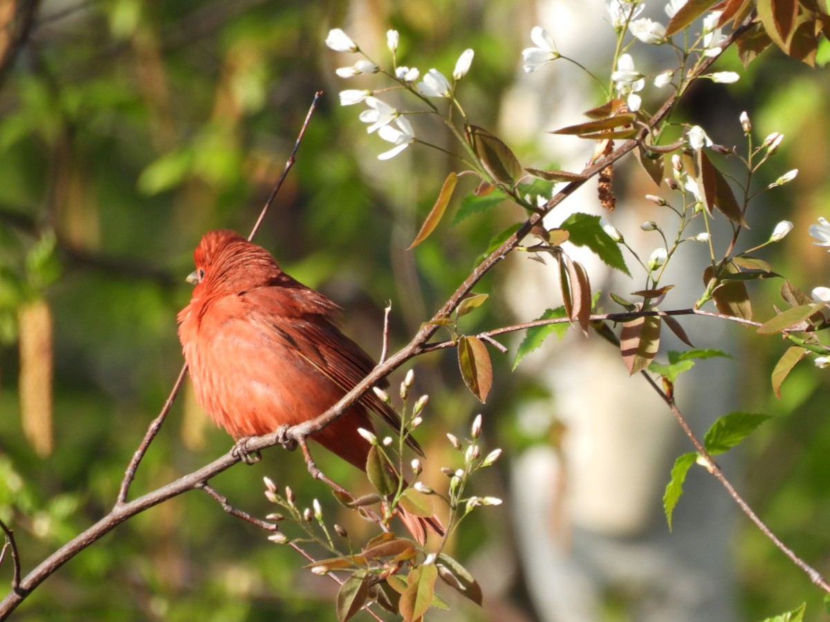 Summer Tanager - ML619707584