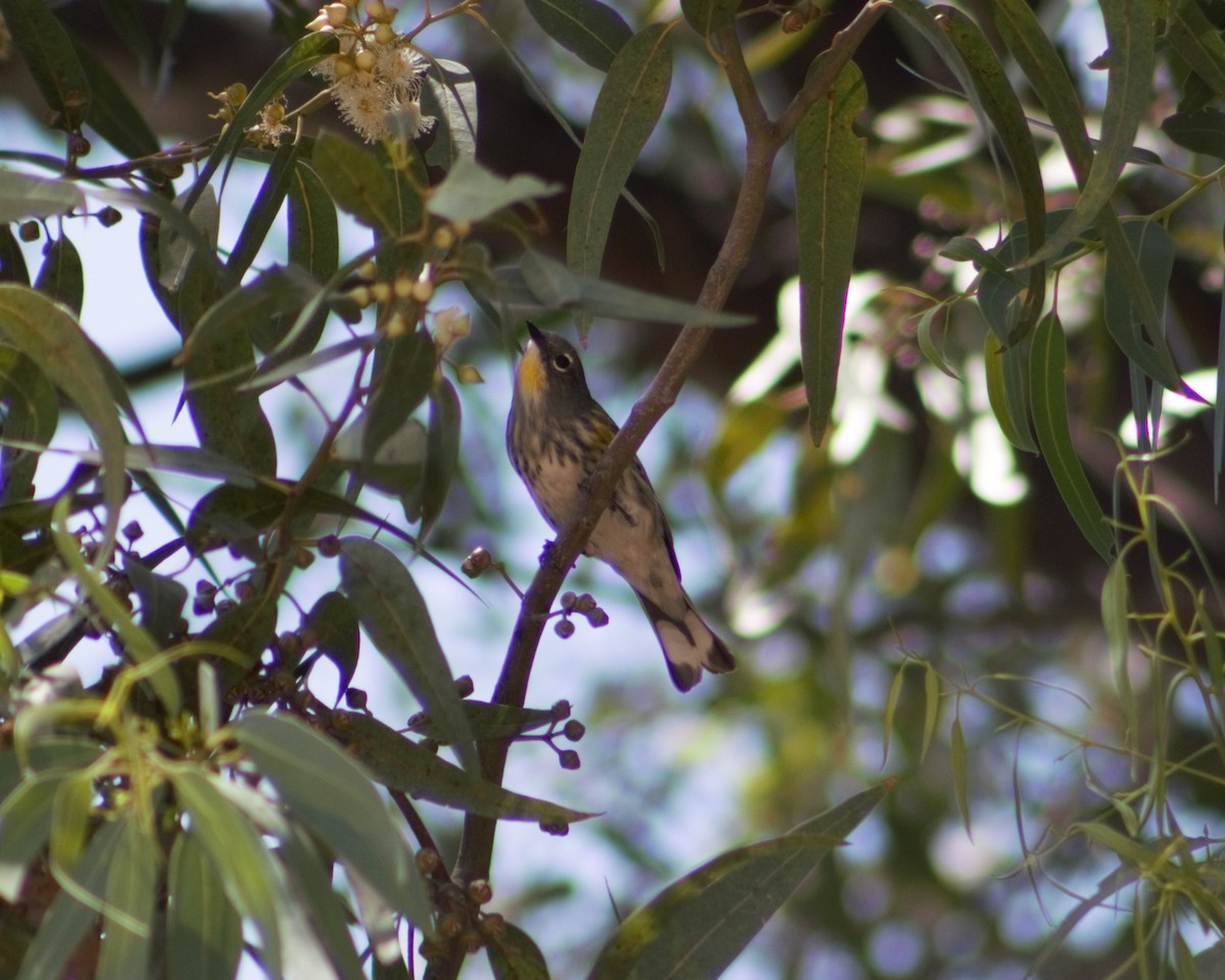 Yellow-rumped Warbler - ML619707587