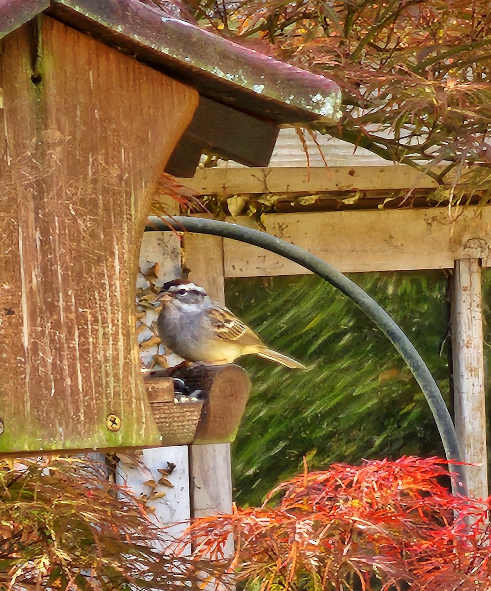 Chipping Sparrow - ML619707617