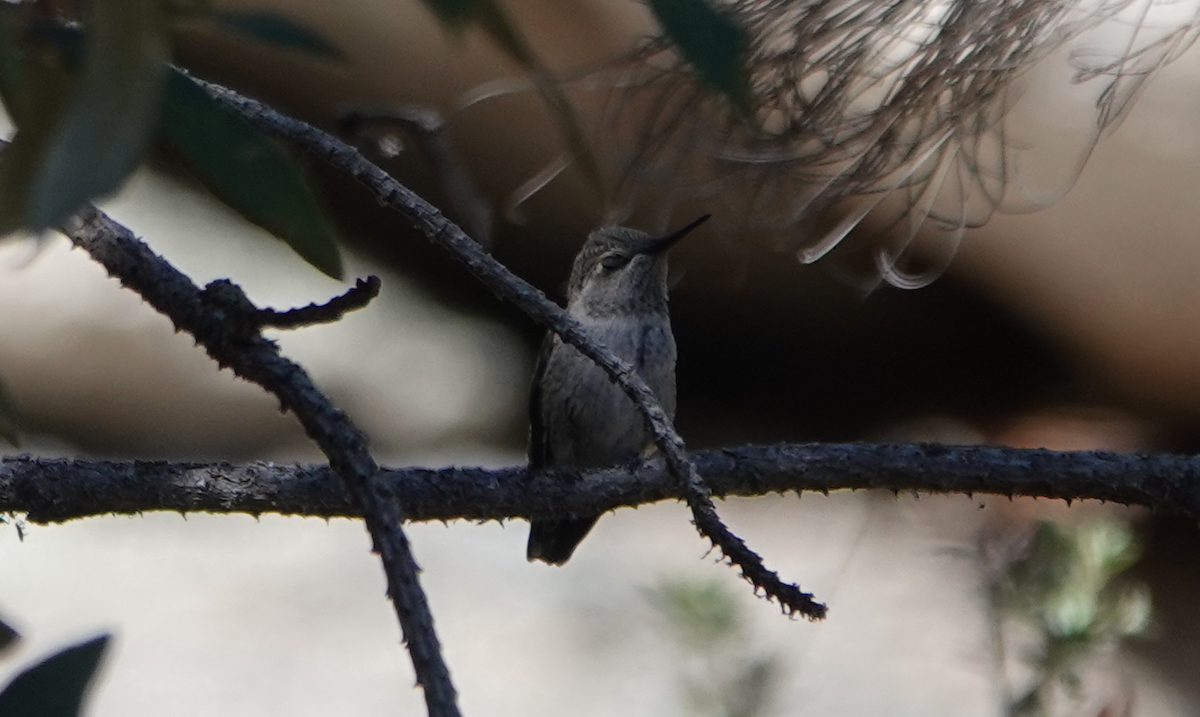 Anna's Hummingbird - ML619707621