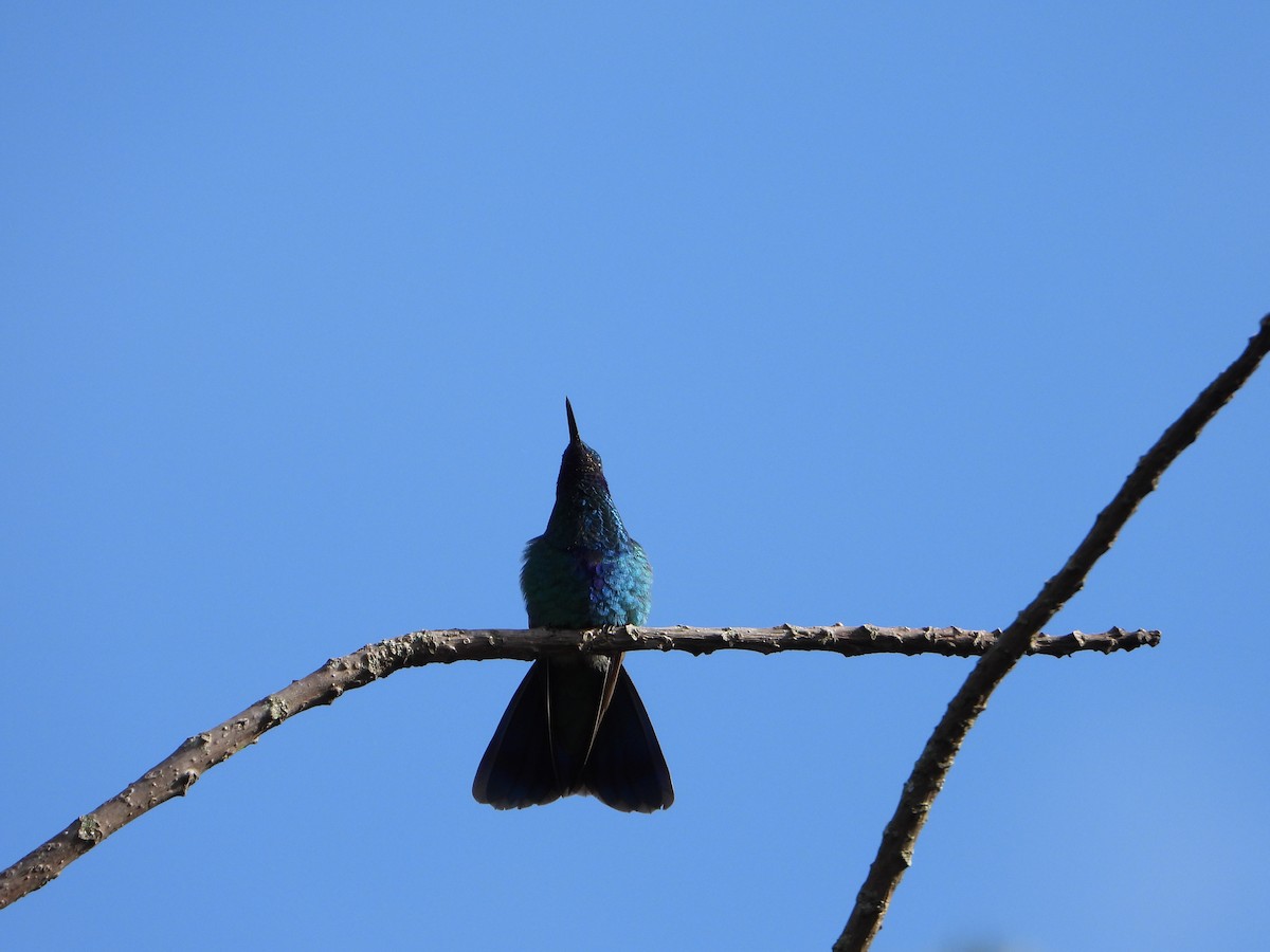 kolibřík modrolící - ML619707622