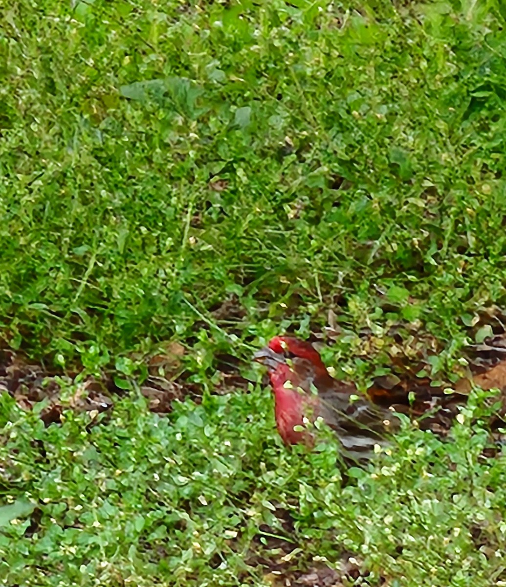 House Finch - ML619707624