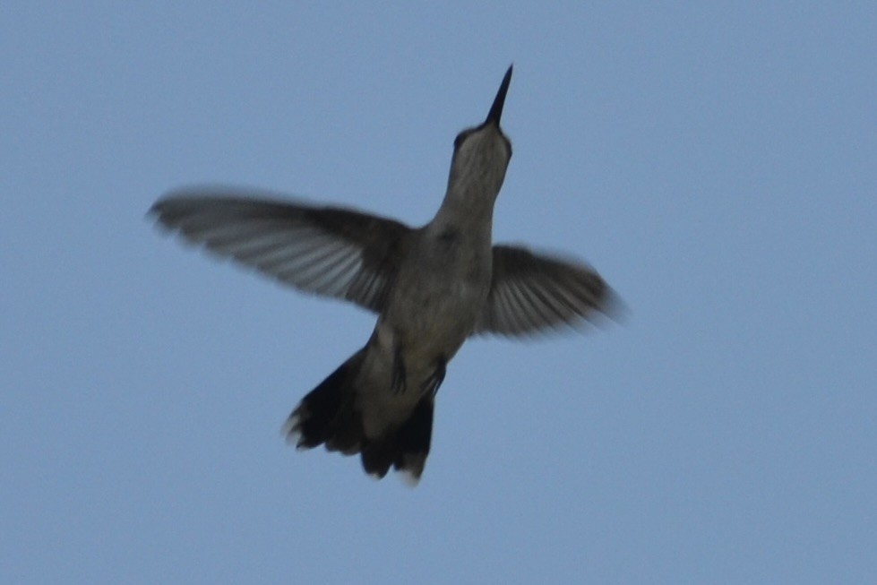 Black-chinned Hummingbird - ML619707645