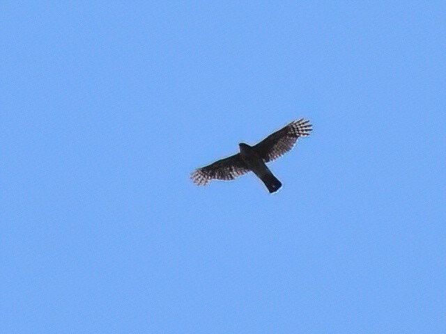 Cooper's Hawk - ML619707669