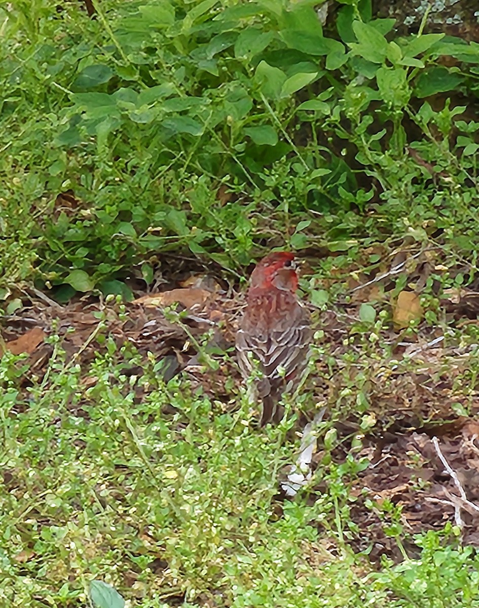 House Finch - ML619707674