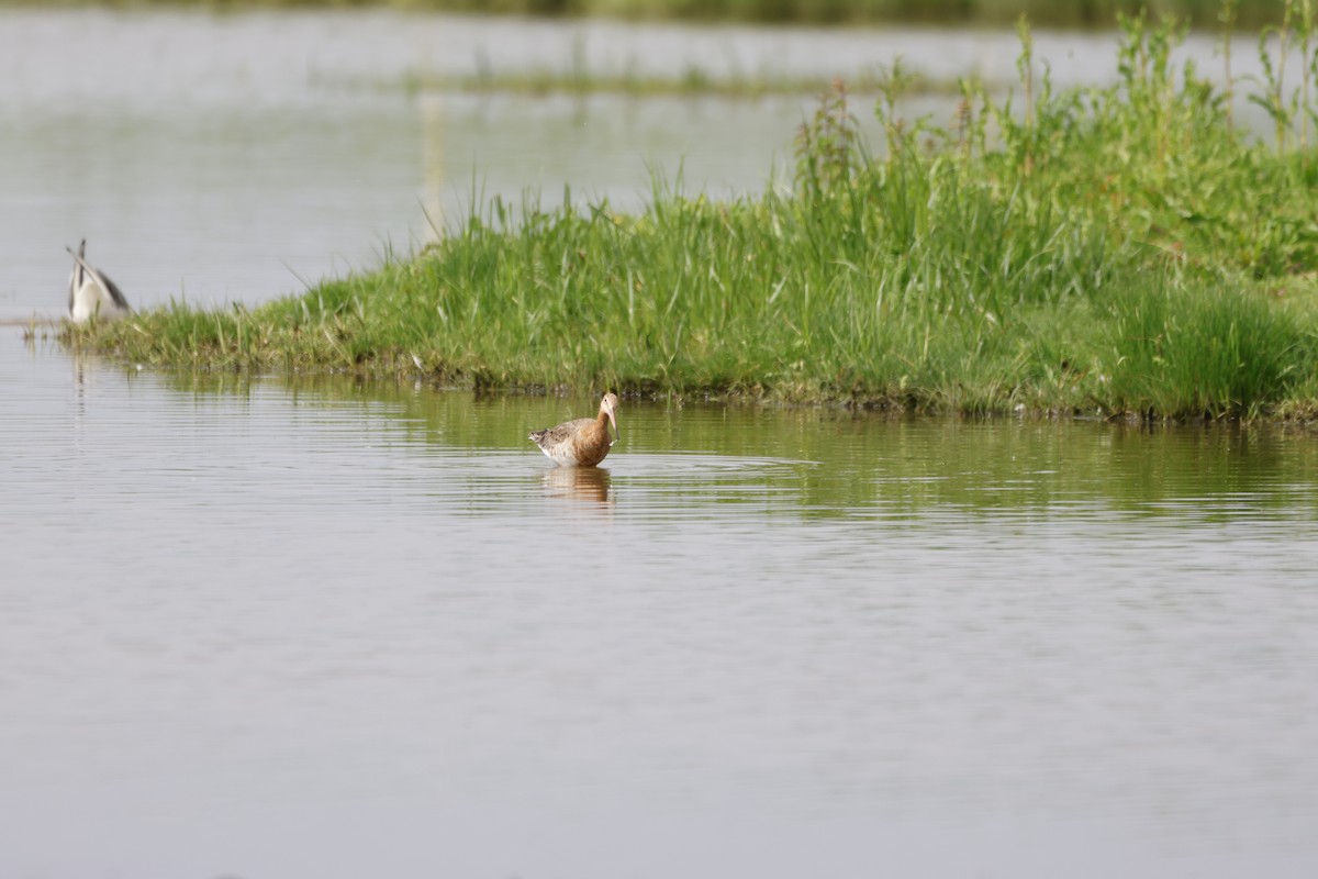 Black-tailed Godwit - ML619707680