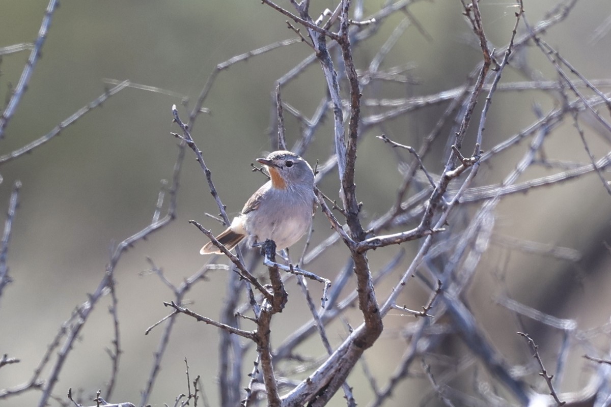 Séricorne rougegorge - ML619707690