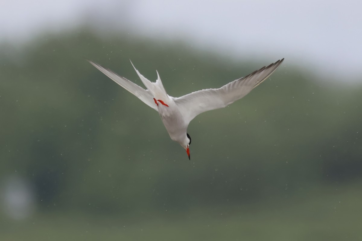 Common Tern - ML619707719