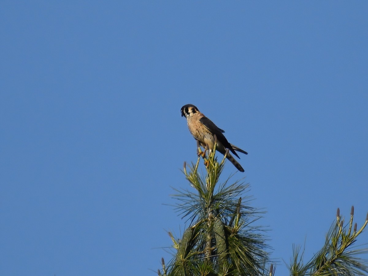 American Kestrel - ML619707725