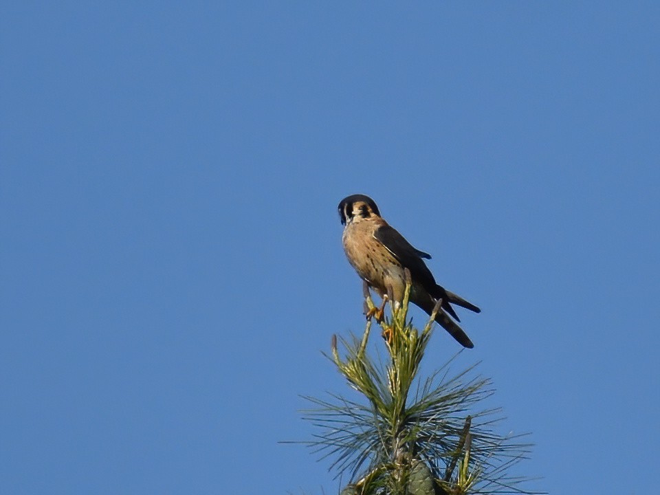 American Kestrel - ML619707727