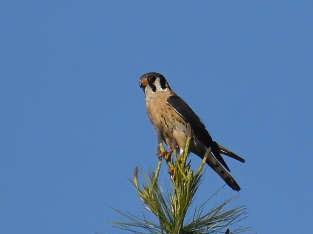 American Kestrel - ML619707728