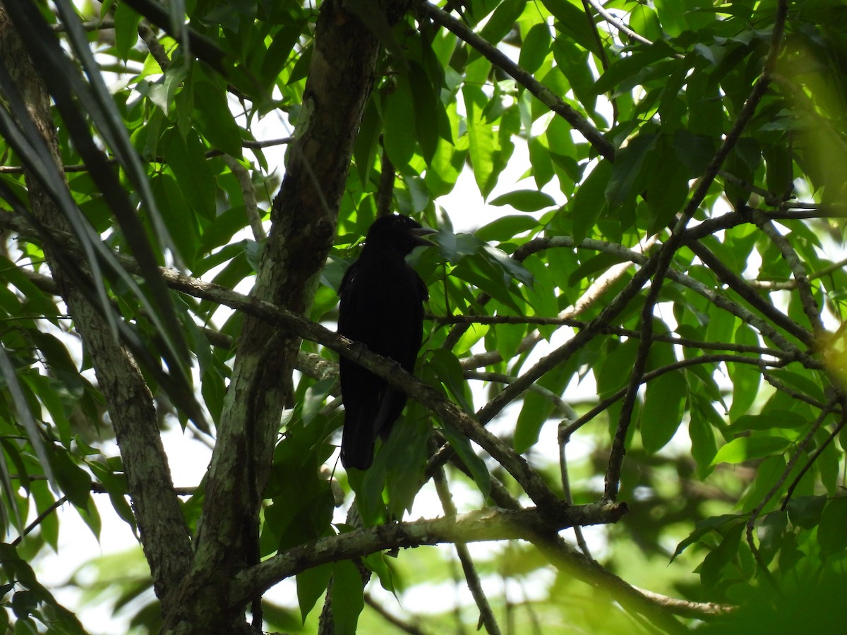 Purple-throated Fruitcrow - ML619707732