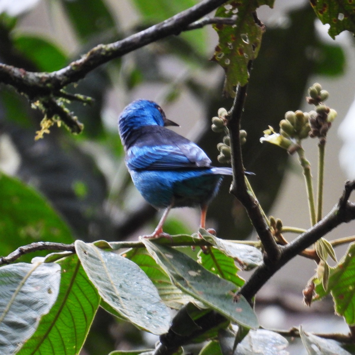 Blue-and-black Tanager - ML619707733