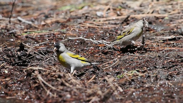 Lawrence's Goldfinch - ML619707736