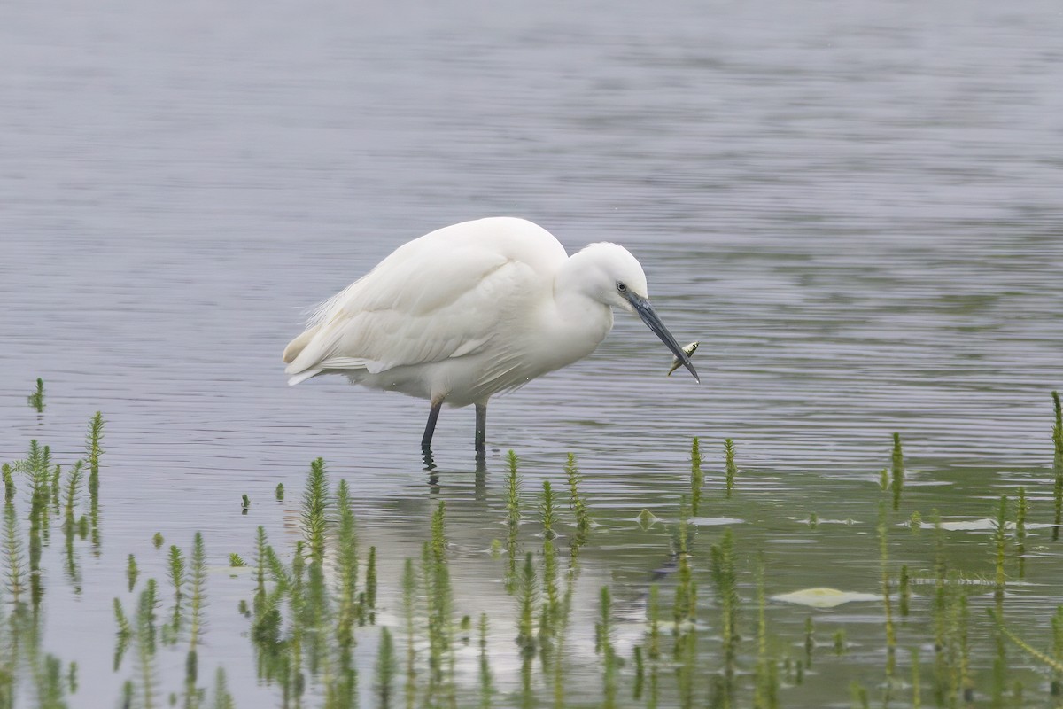 Little Egret - ML619707745