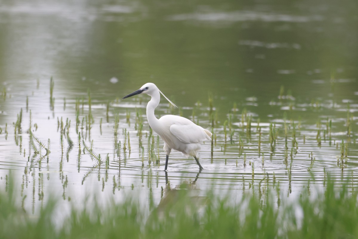 Little Egret - ML619707746