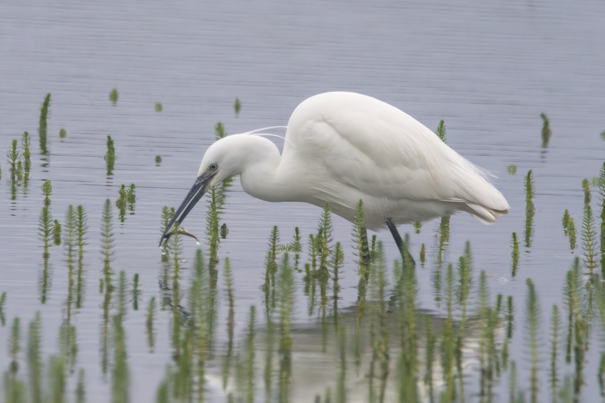 Little Egret - Gareth Bowes