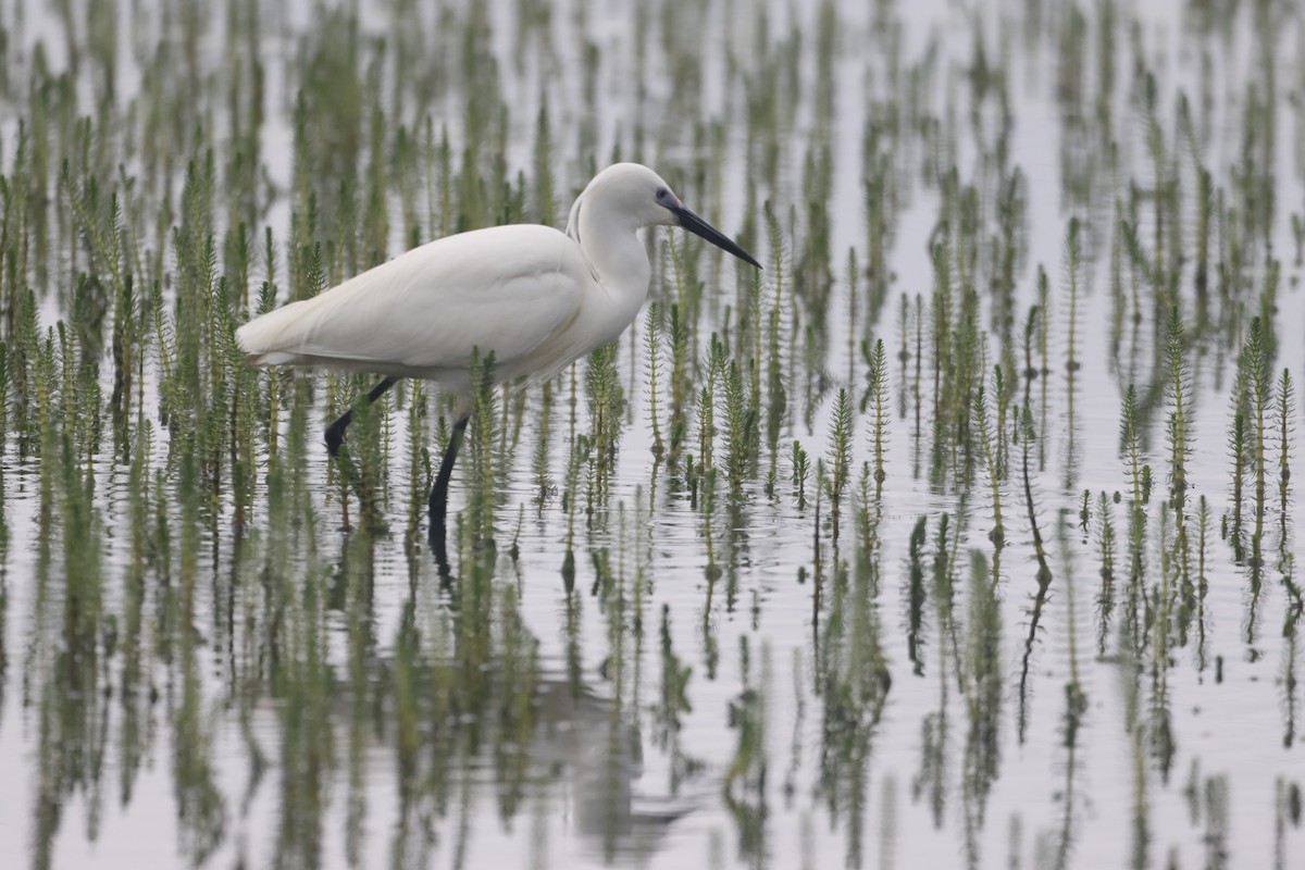 Little Egret - ML619707748